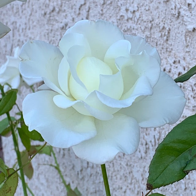 White Rose Calendar - 2025 (preorders)